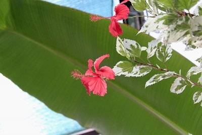 Hibiscus rosa - chinensis - ibišek čínská růže - květy, listy, větévka